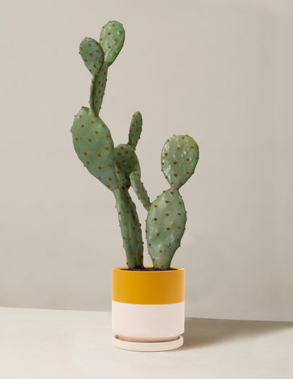  Faux Cactus