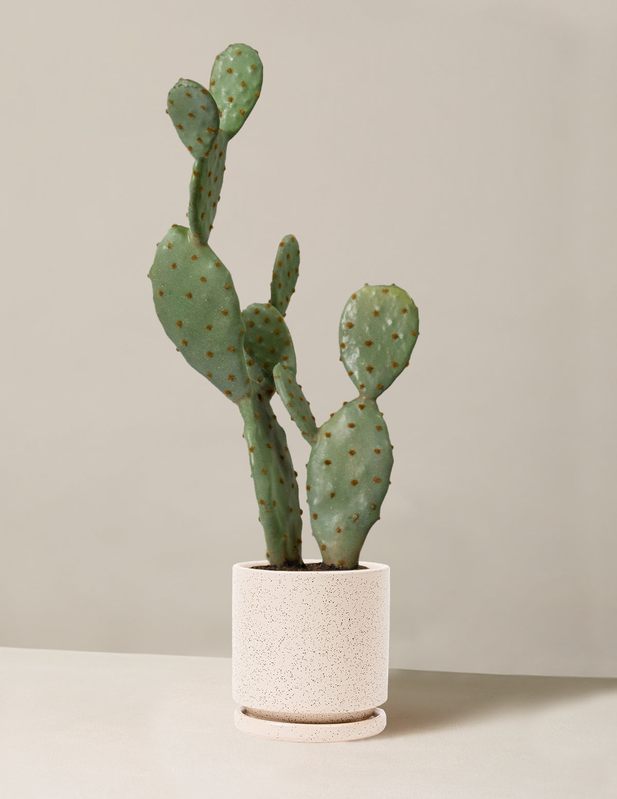  Faux Cactus