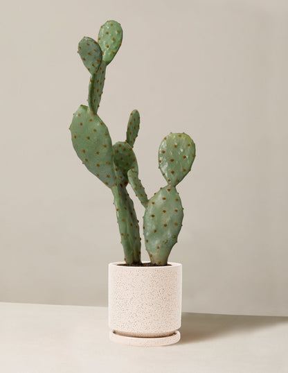  Faux Cactus