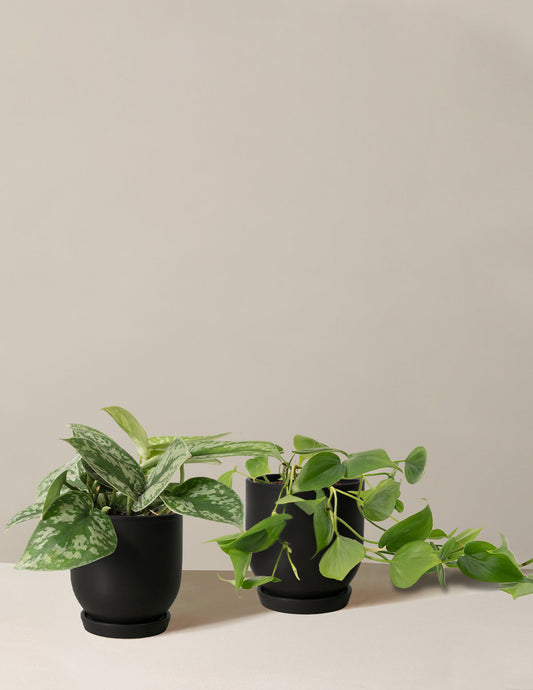  Fits Your Sill: The Trailing Duo