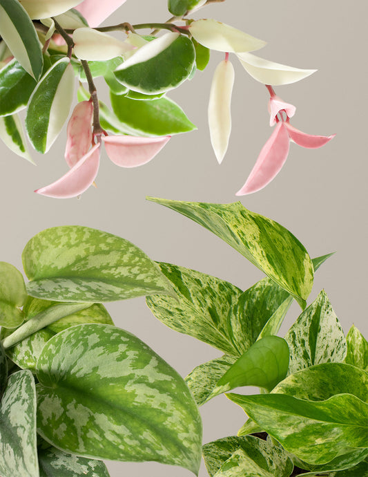  The Variegated Trio