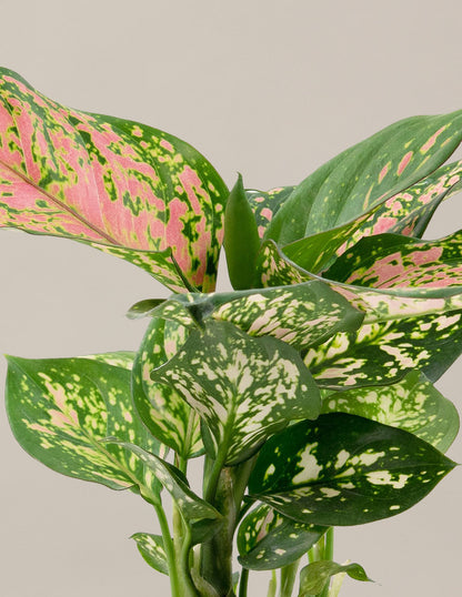  Aglaonema Wishes