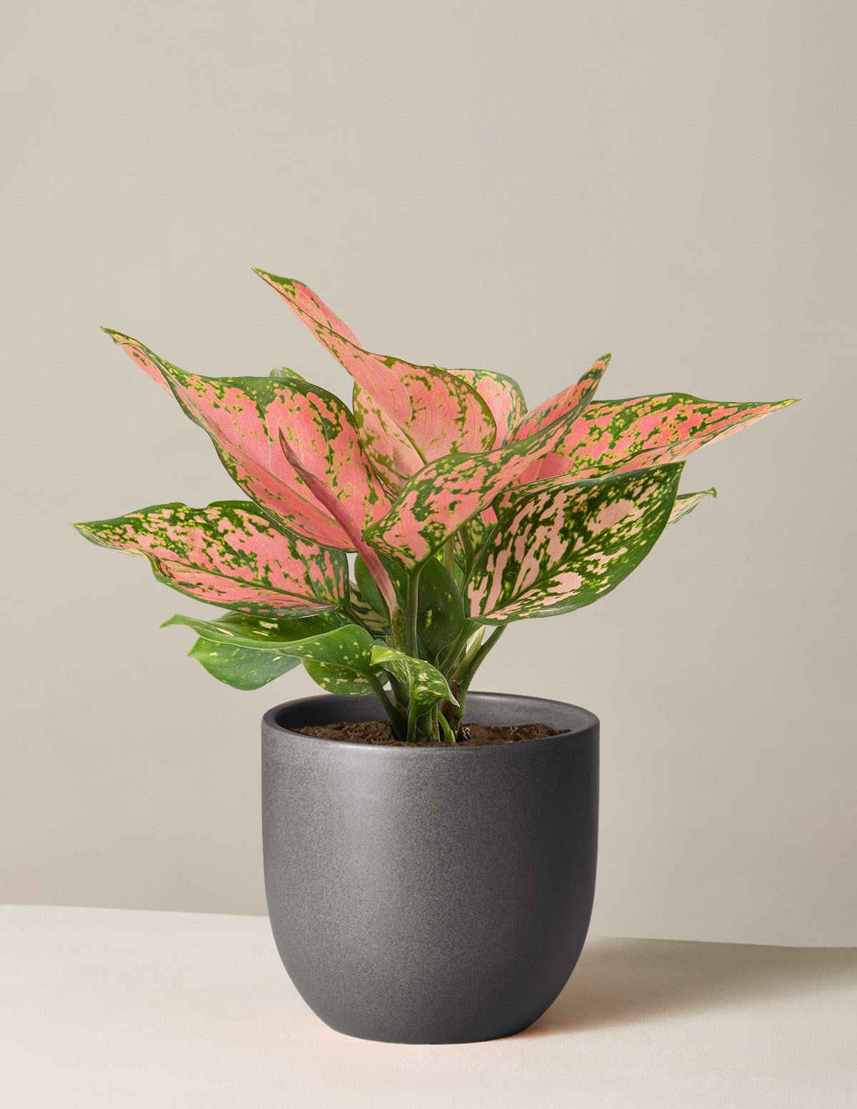  Aglaonema Wishes