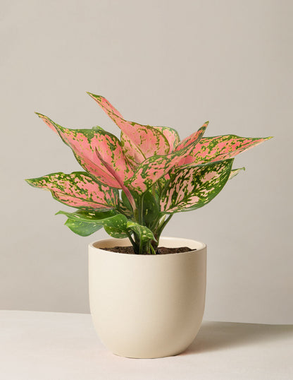  Aglaonema Wishes