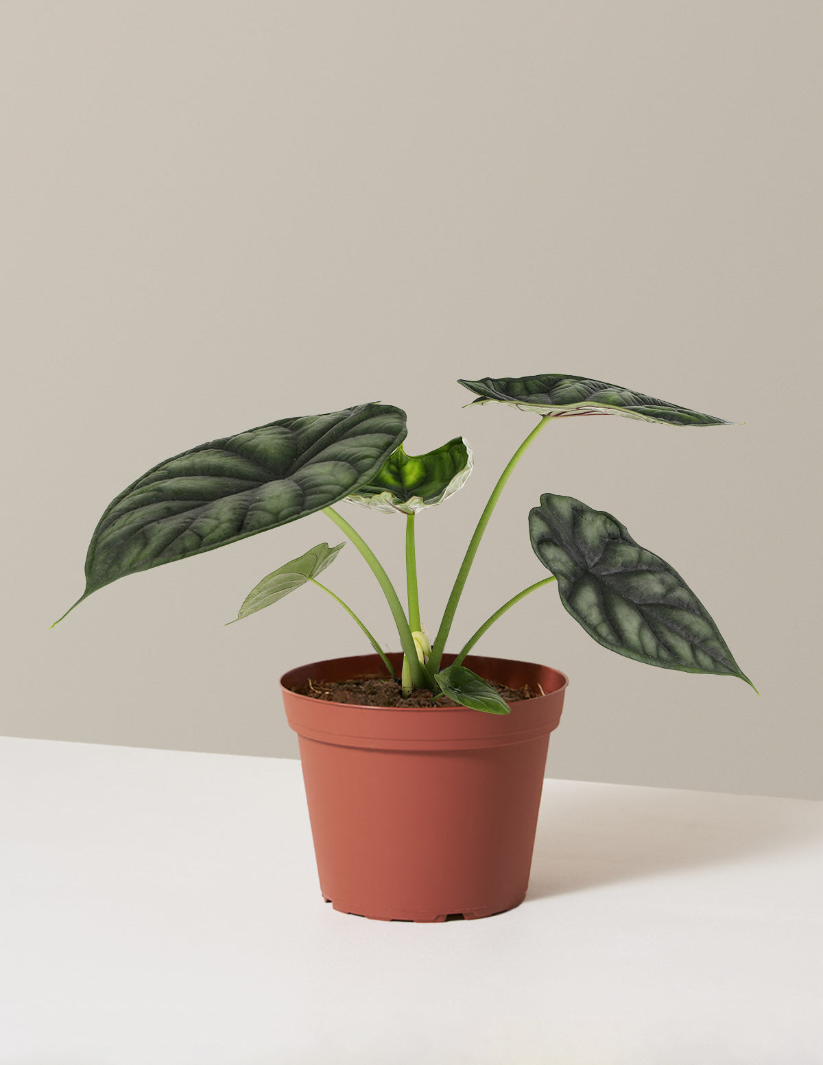  Alocasia Dragon Scale