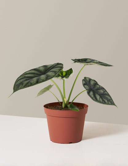  Alocasia Dragon Scale