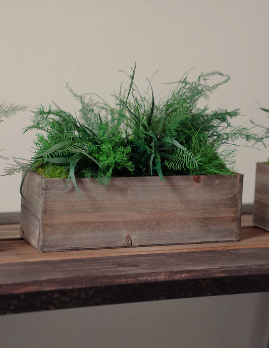  Preserved Moss & Fern Box