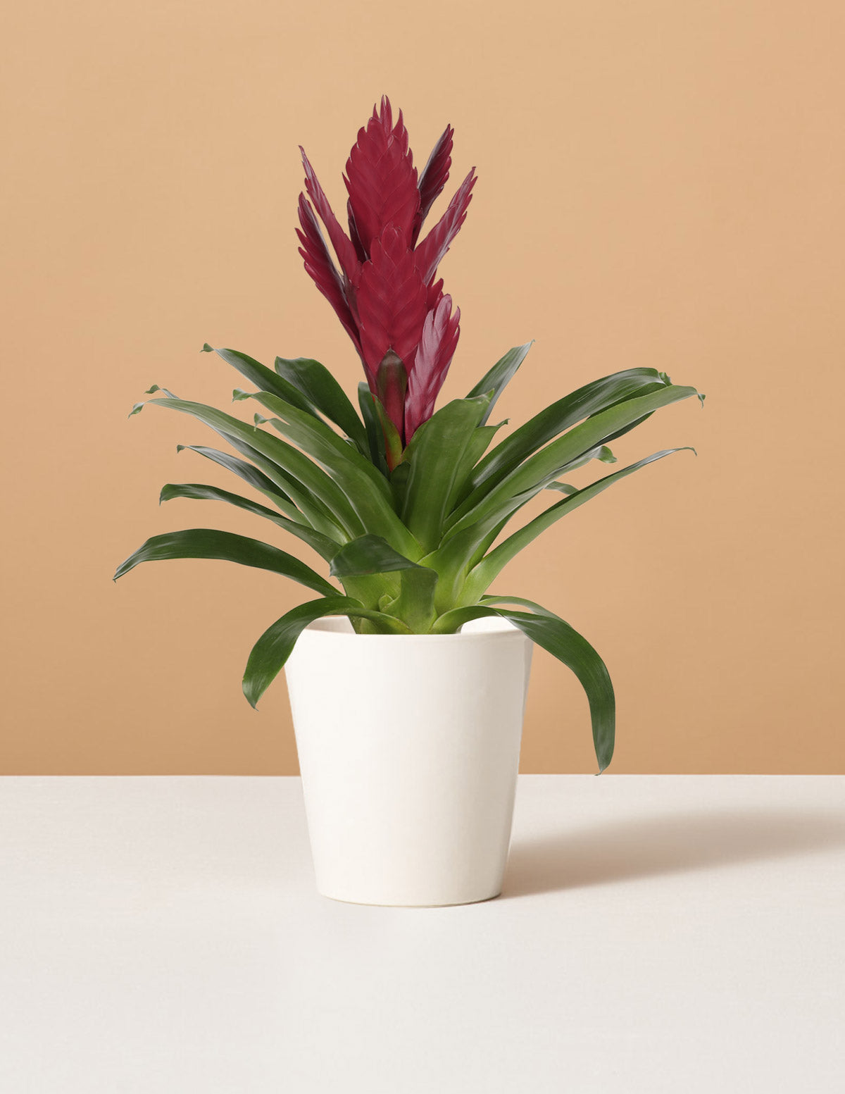  Bromeliad Vriesea ‘Albertina Maroon’