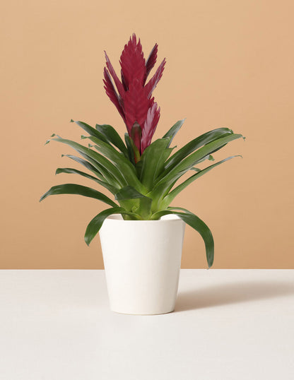  Bromeliad Vriesea ‘Albertina Maroon’