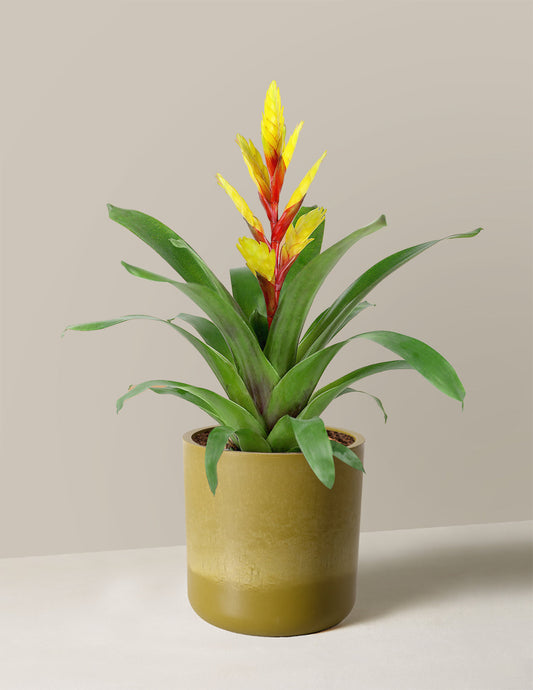  Bromeliad Vriesea Evita Yellow