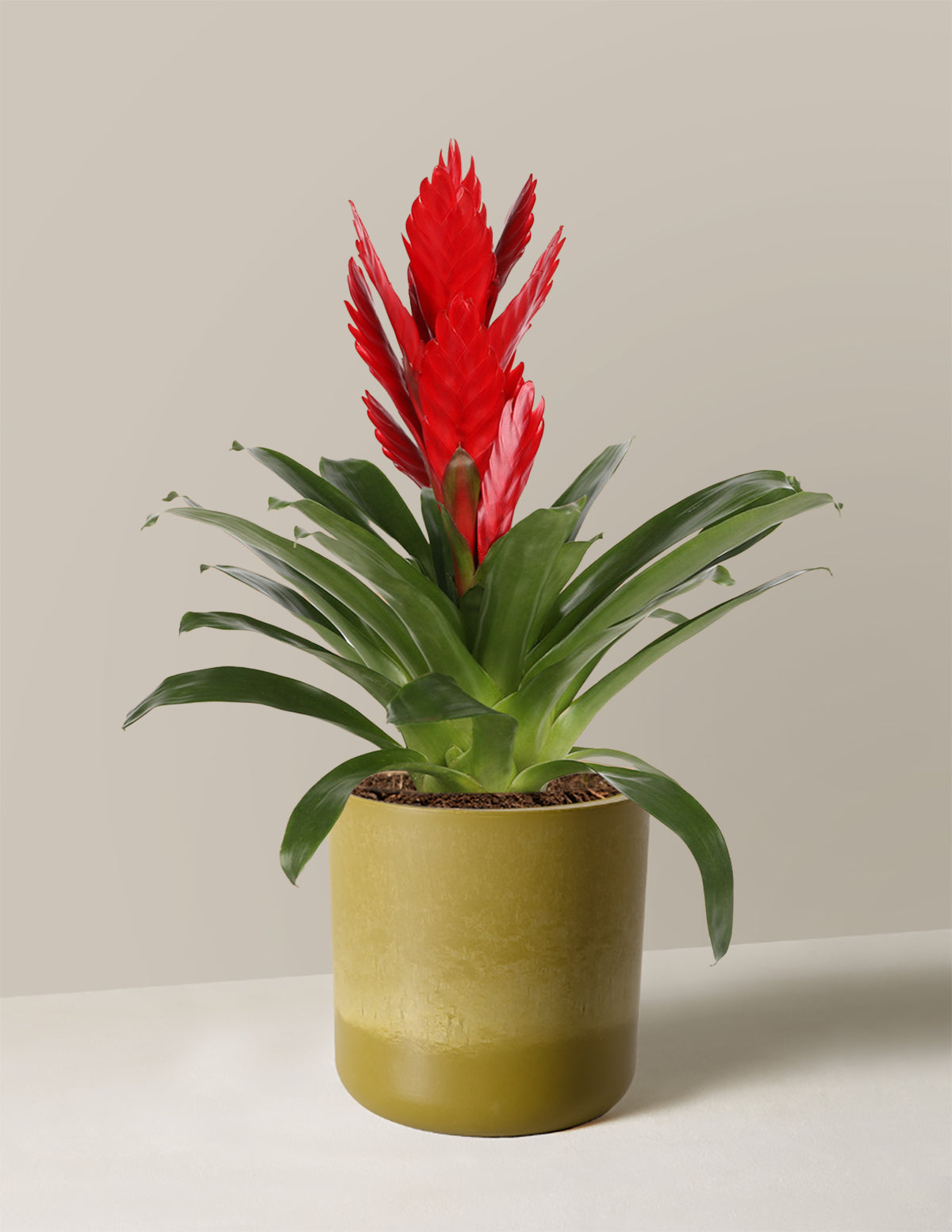  Bromeliad Vriesea Intenso Red