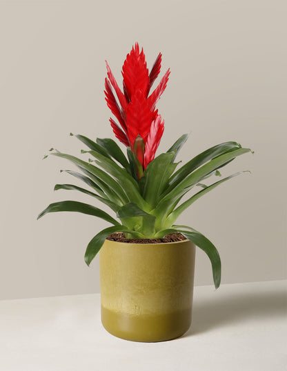  Bromeliad Vriesea Intenso Red