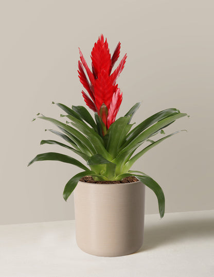  Bromeliad Vriesea Intenso Red