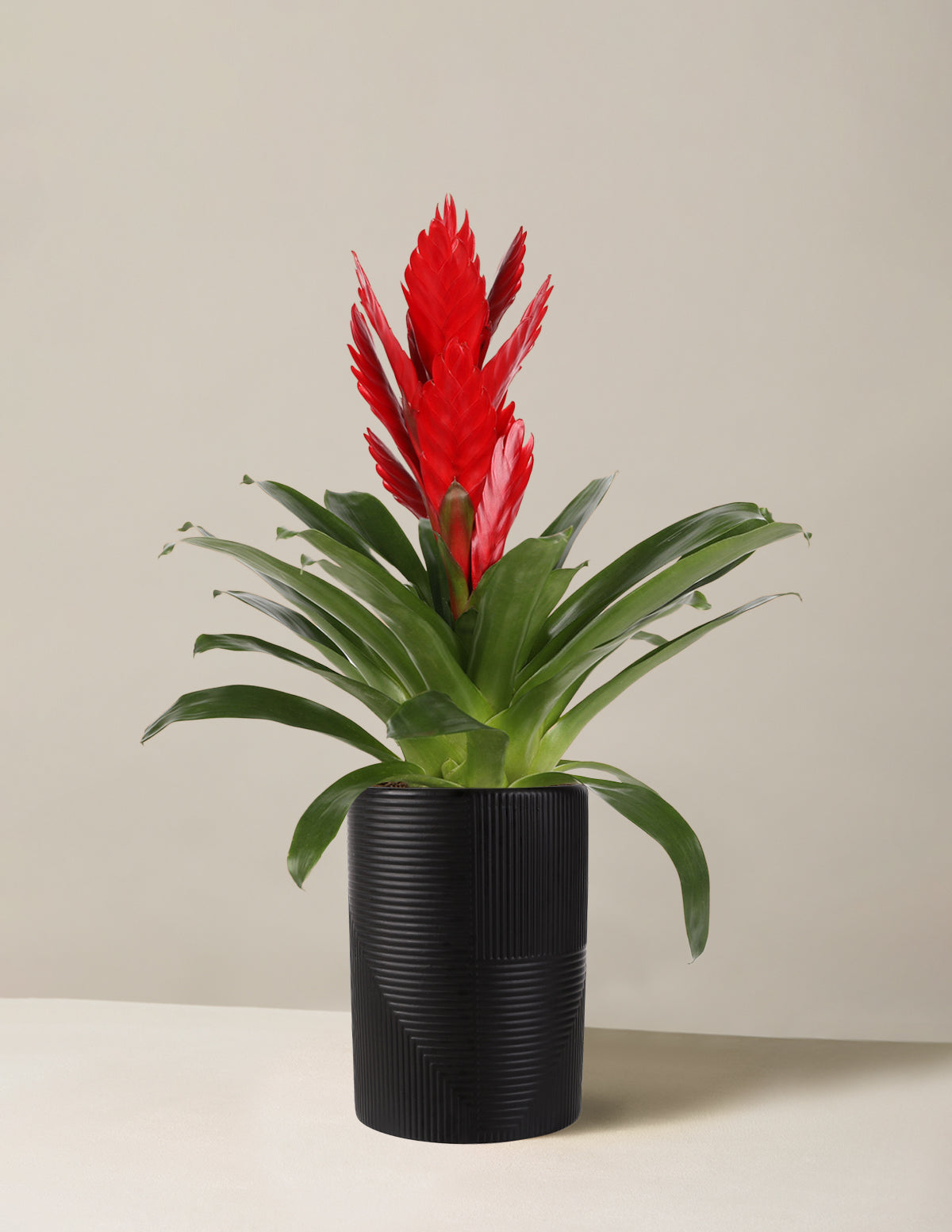  Bromeliad Vriesea Intenso Red