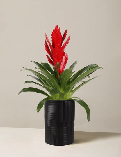  Bromeliad Vriesea Intenso Red