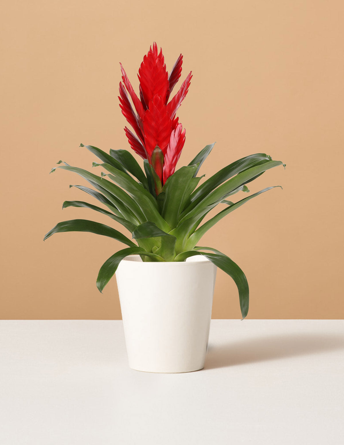  Bromeliad Vriesea Intenso Red