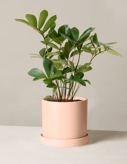  Cardboard Palm