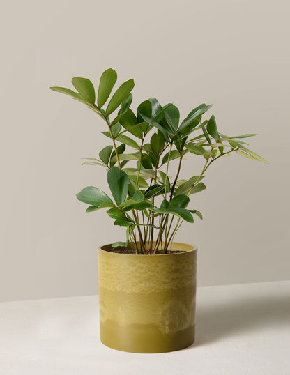  Cardboard Palm