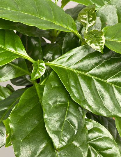  Coffee Plant