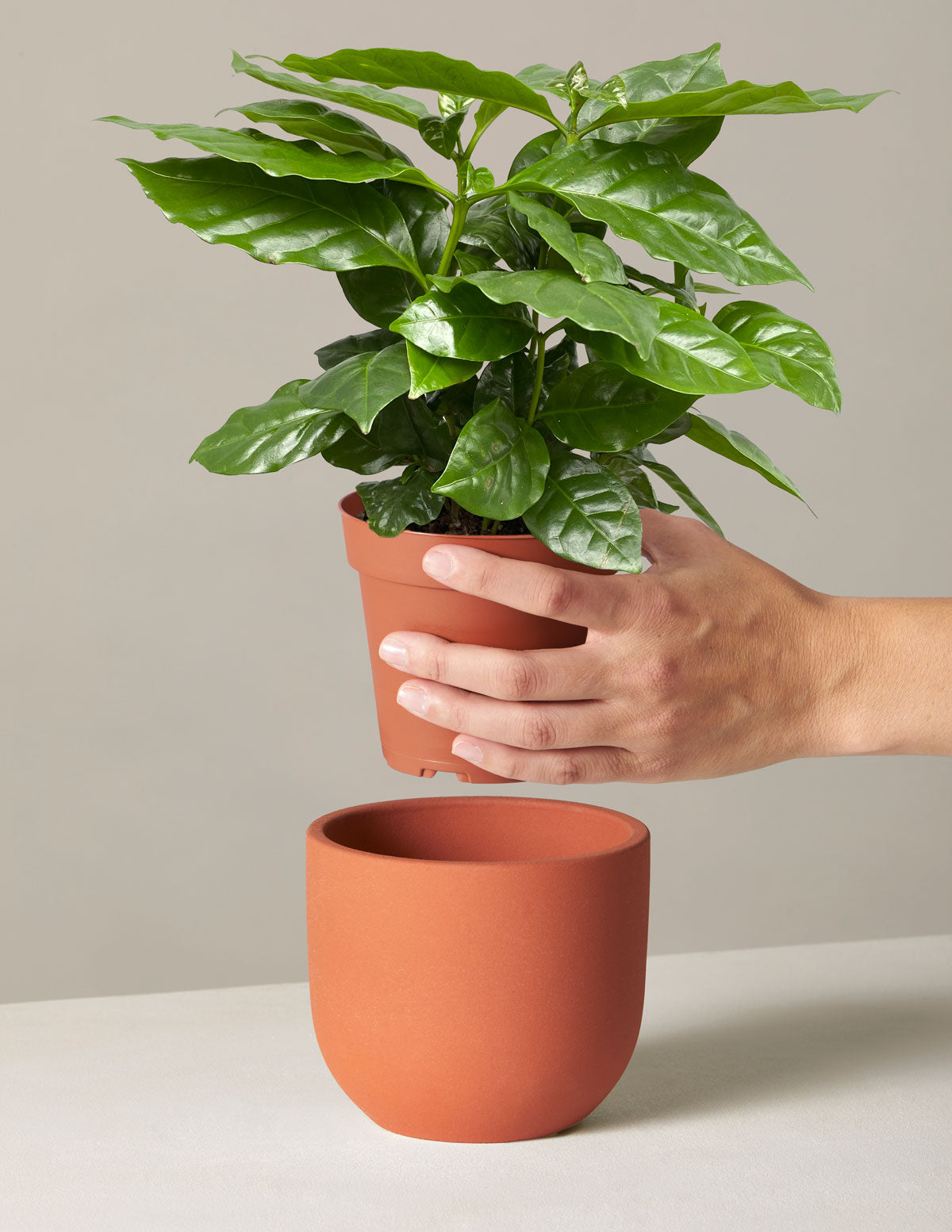  Coffee Plant