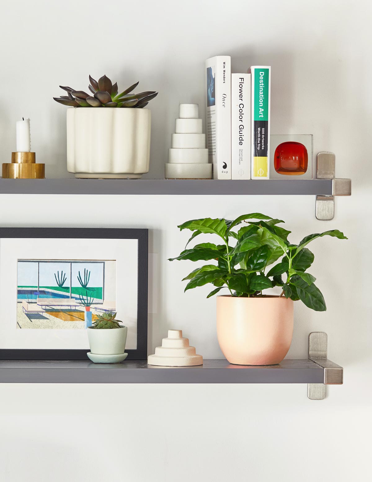  Coffee Plant