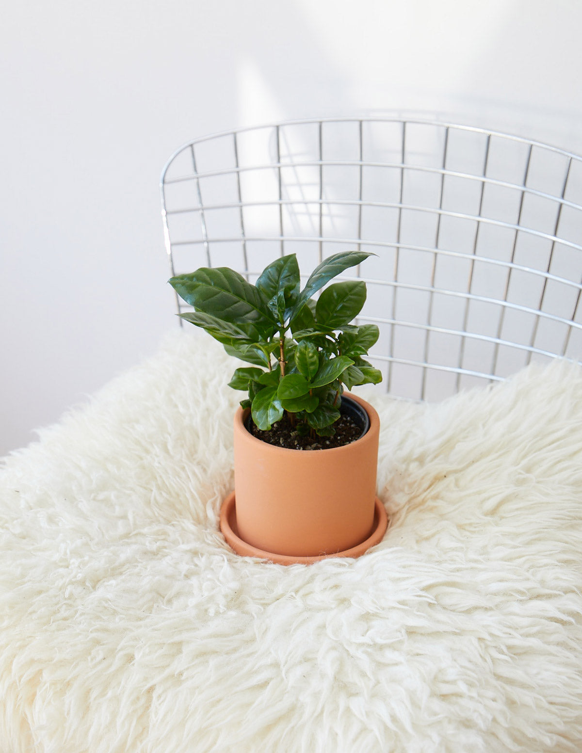  Coffee Plant