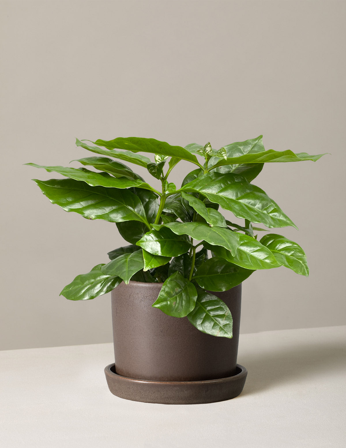  Coffee Plant