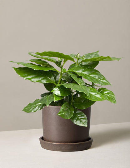  Coffee Plant