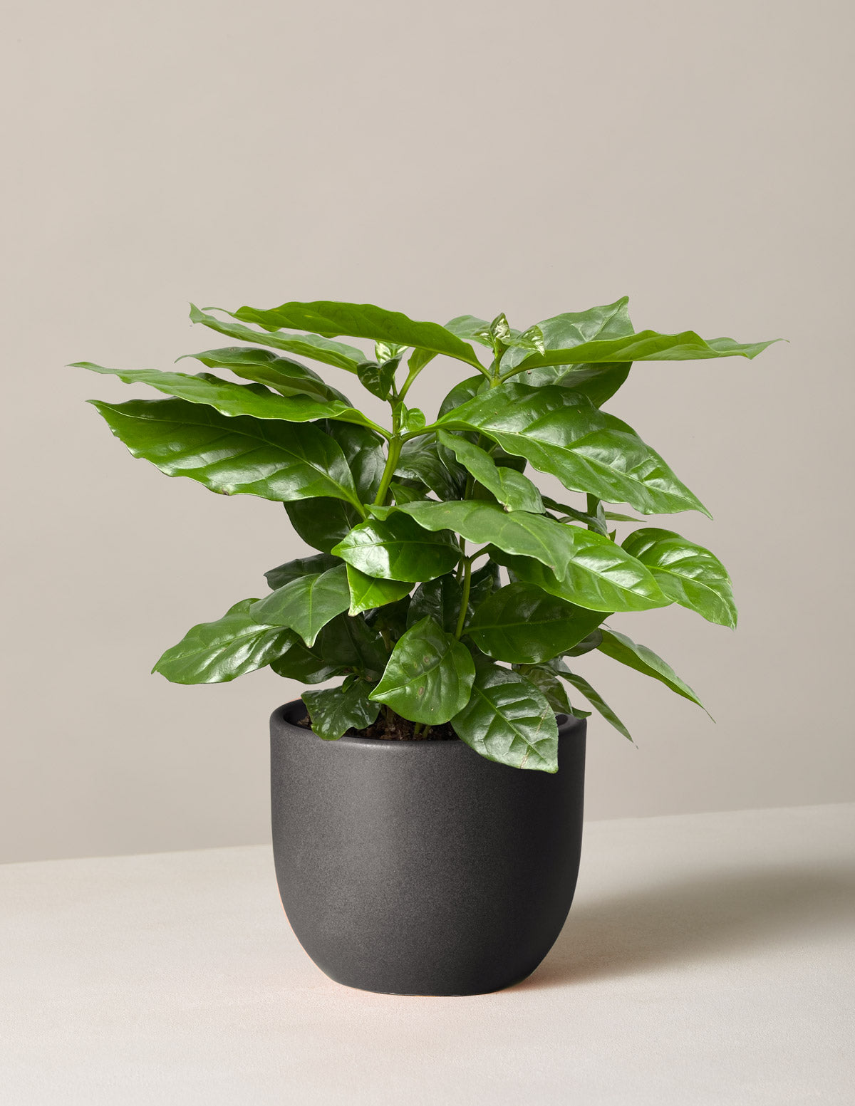  Coffee Plant