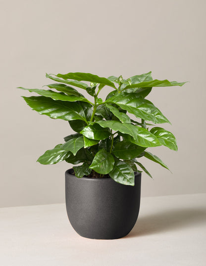  Coffee Plant