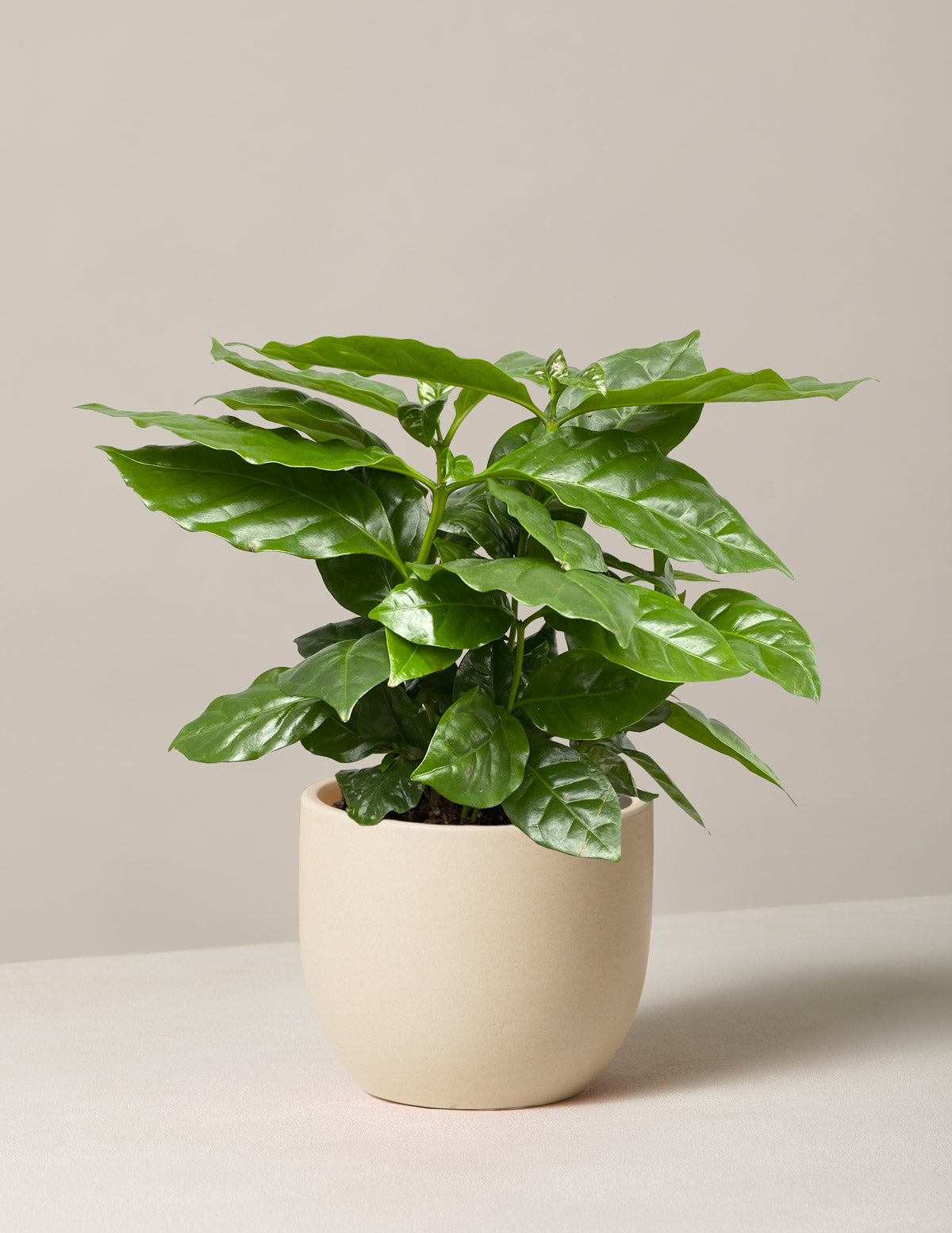  Coffee Plant