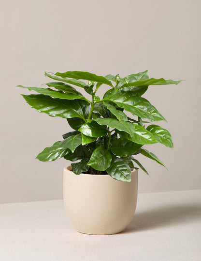  Coffee Plant