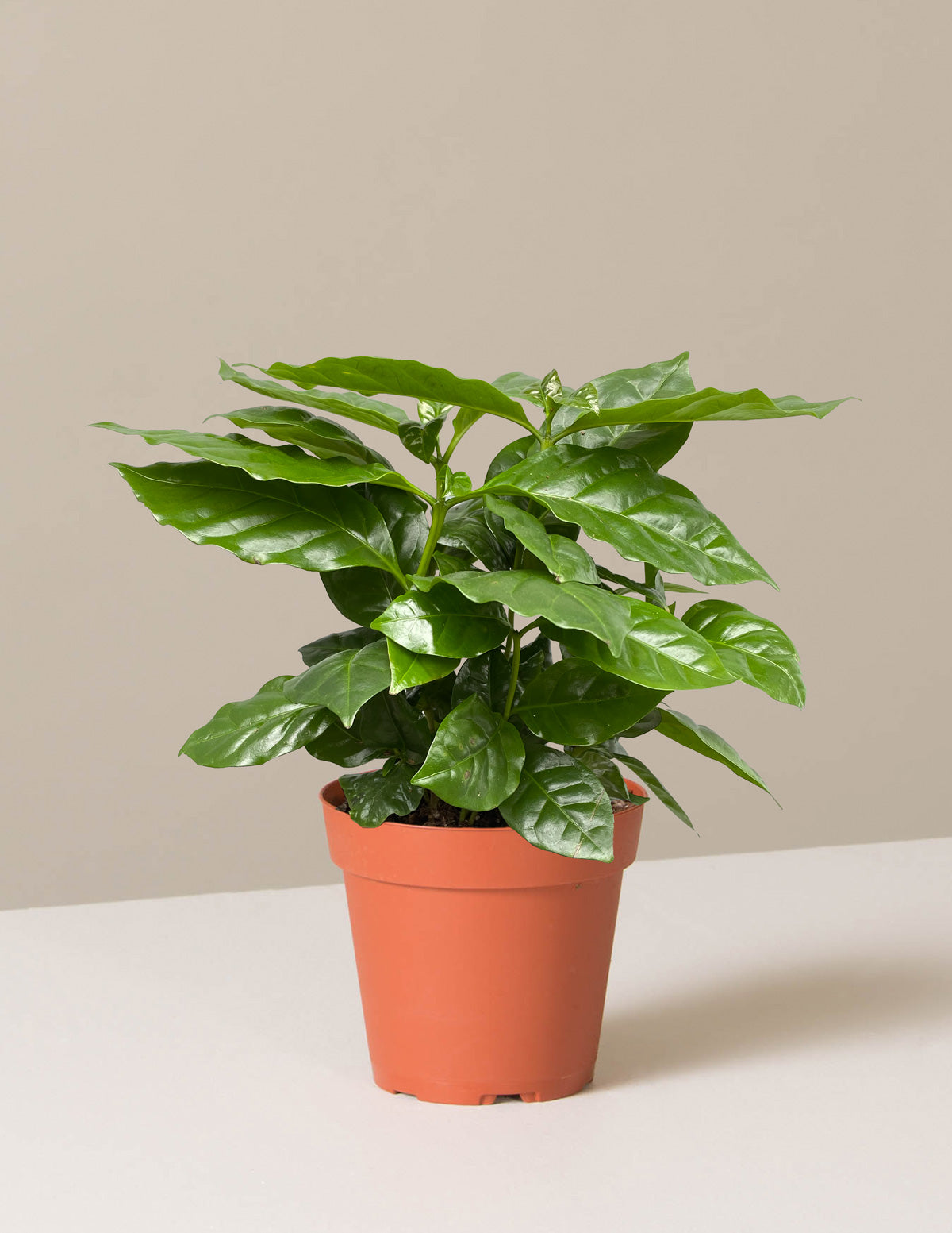  Coffee Plant
