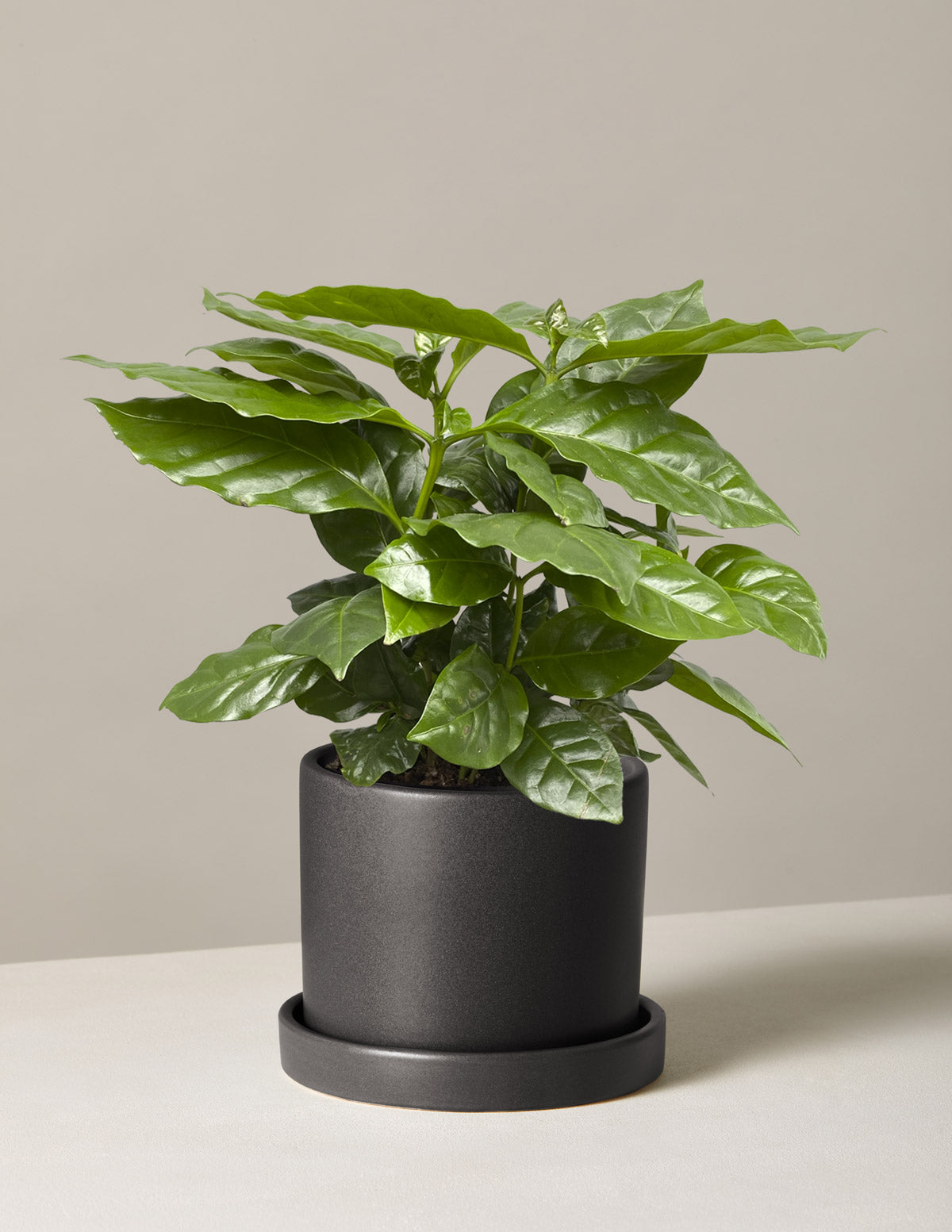  Coffee Plant