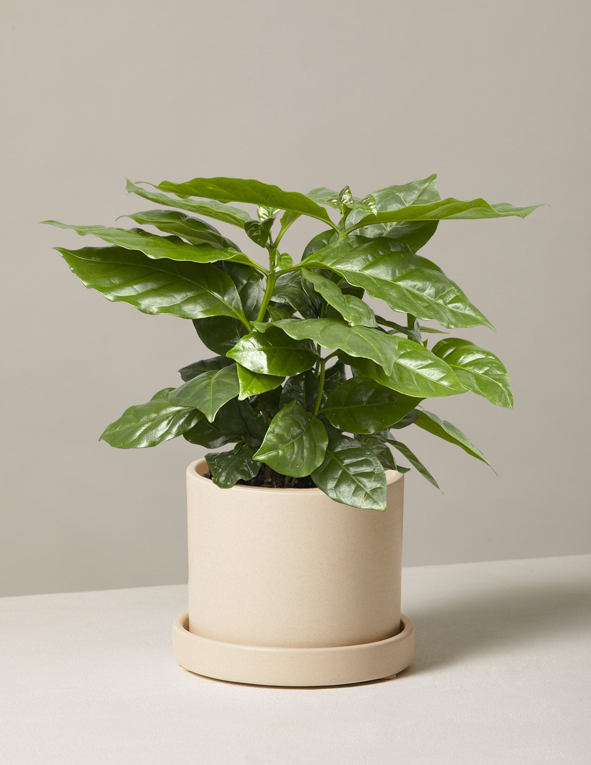  Coffee Plant