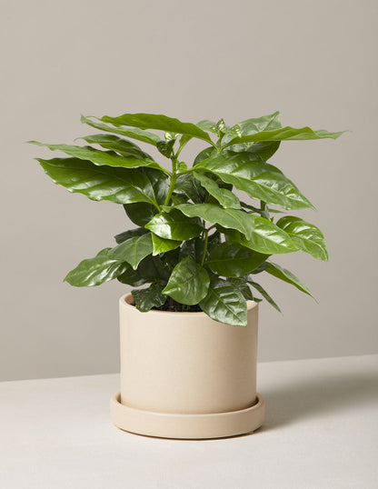  Coffee Plant