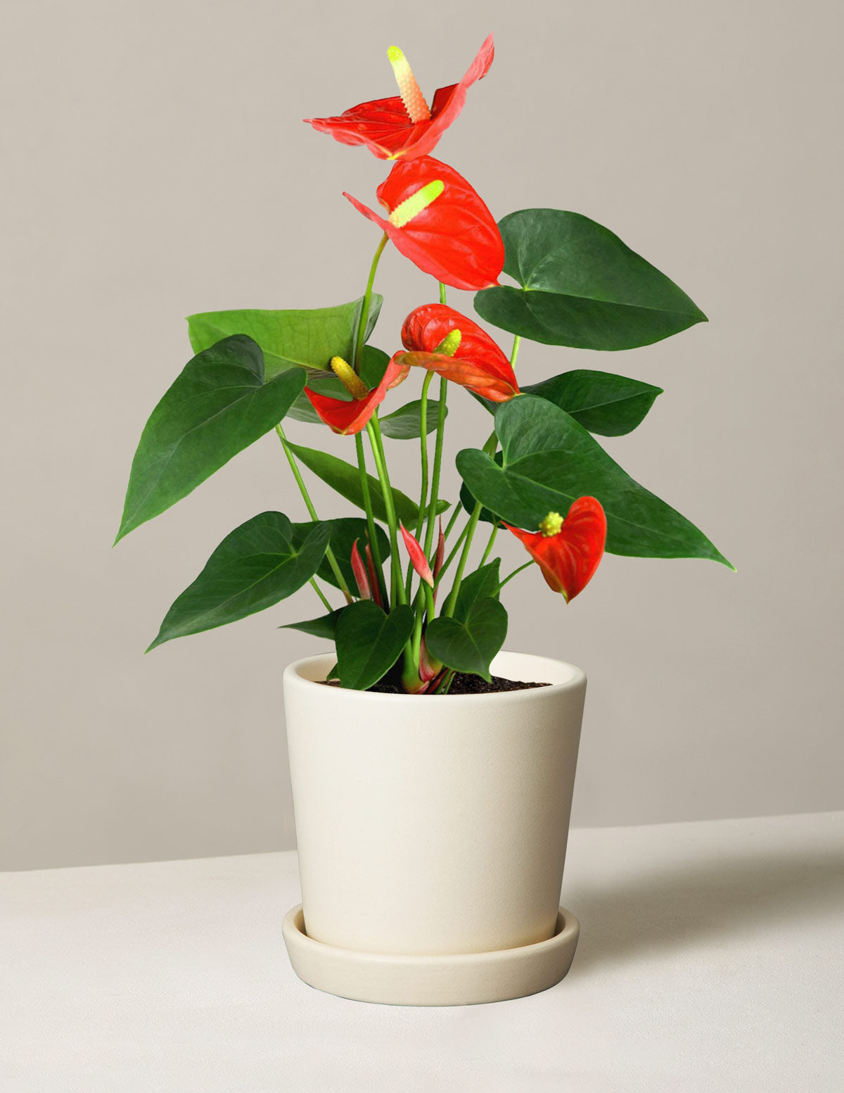  Coral Anthurium