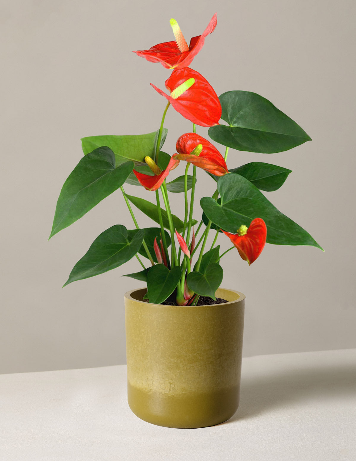  Coral Anthurium