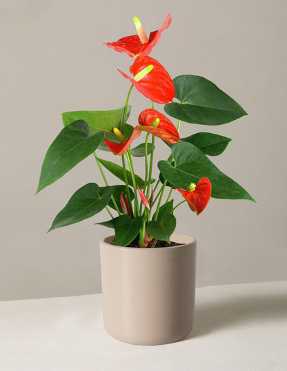  Coral Anthurium