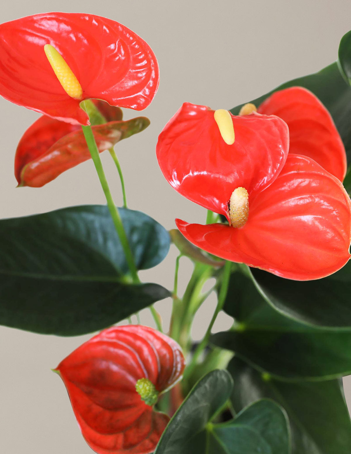  Coral Anthurium