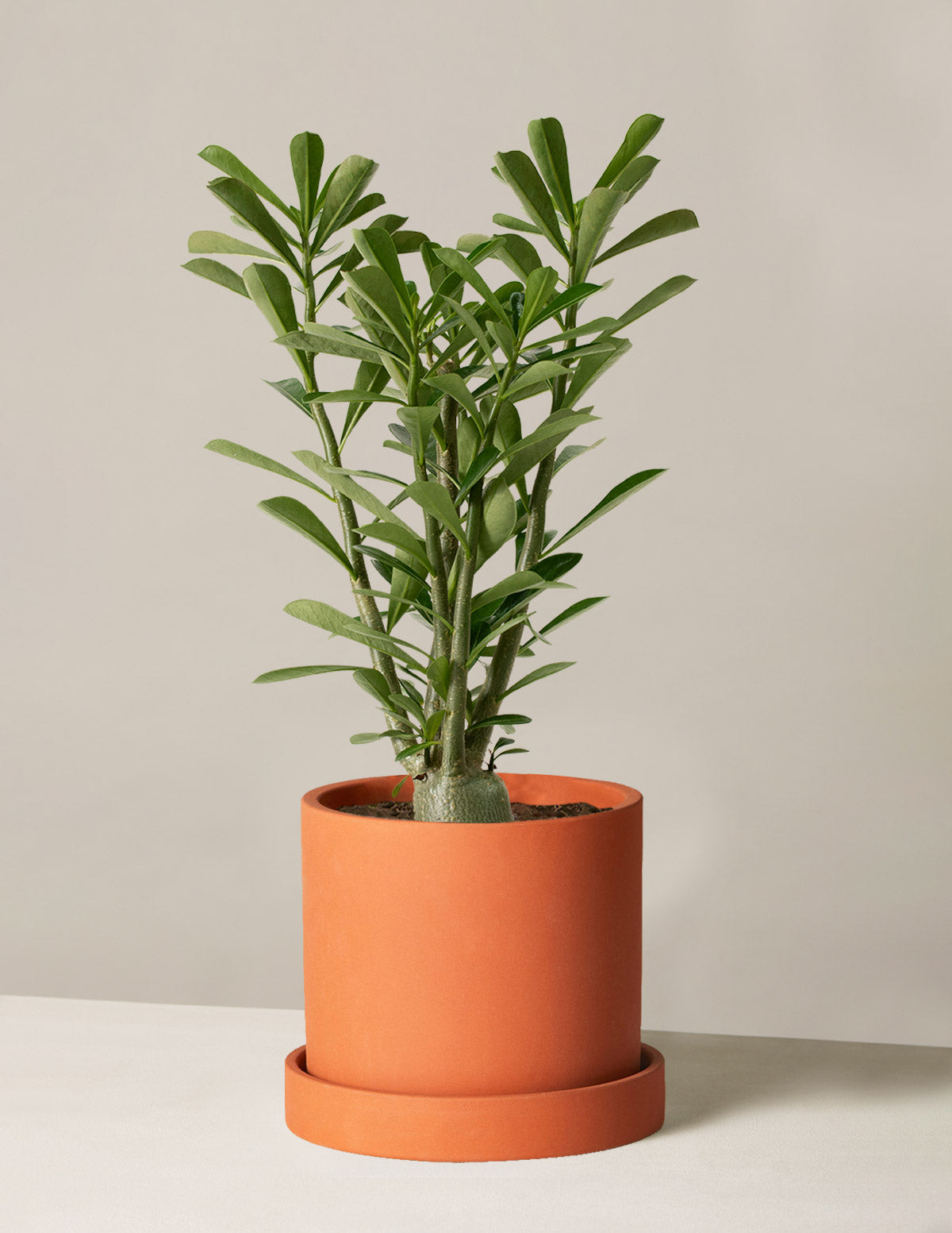  Desert Rose