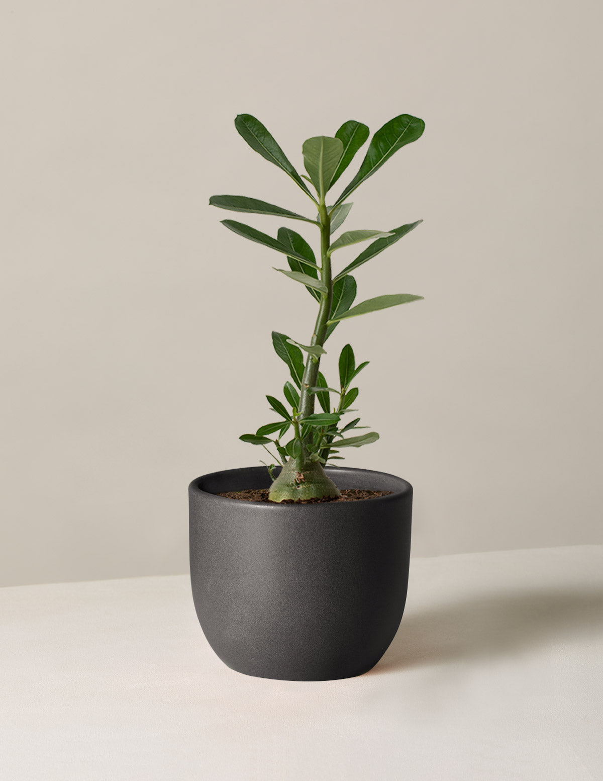  Desert Rose