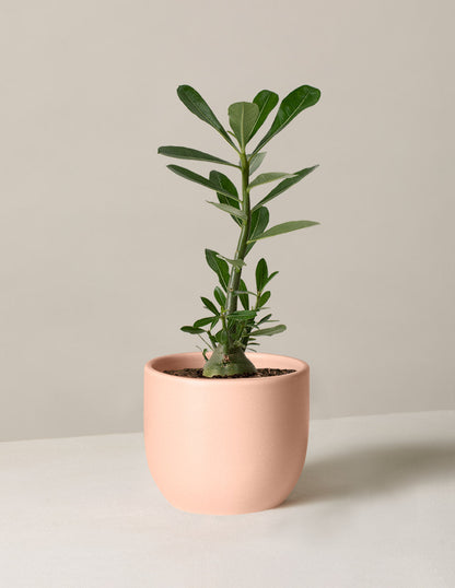  Desert Rose
