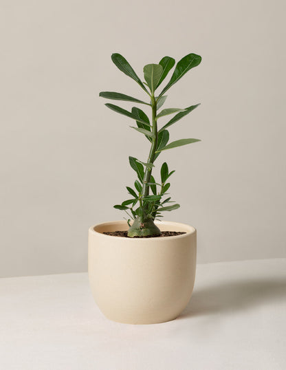  Desert Rose