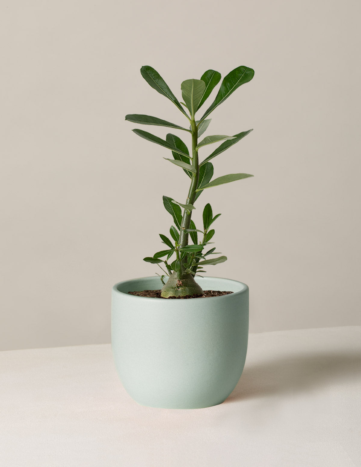  Desert Rose