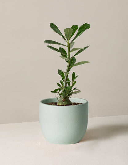  Desert Rose