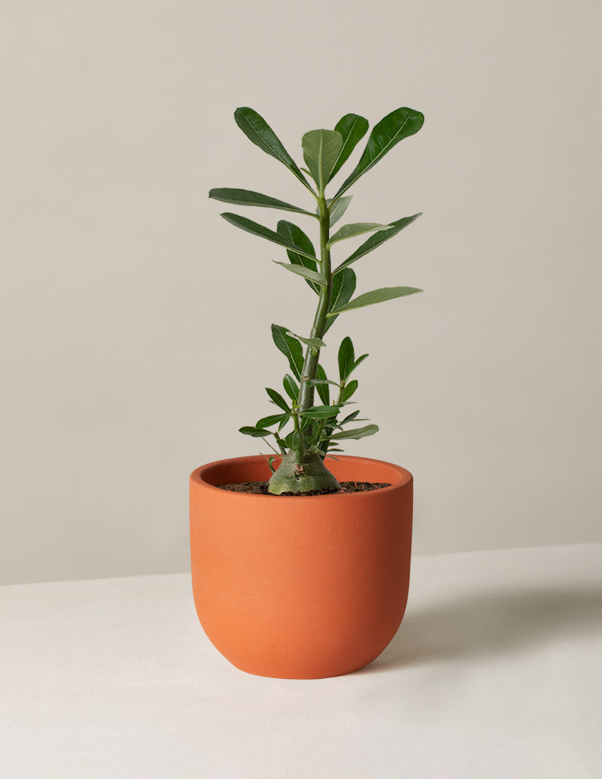  Desert Rose