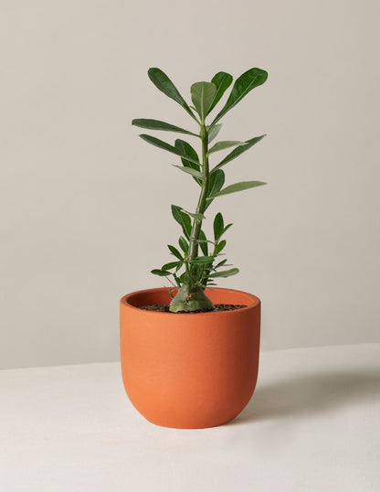  Desert Rose