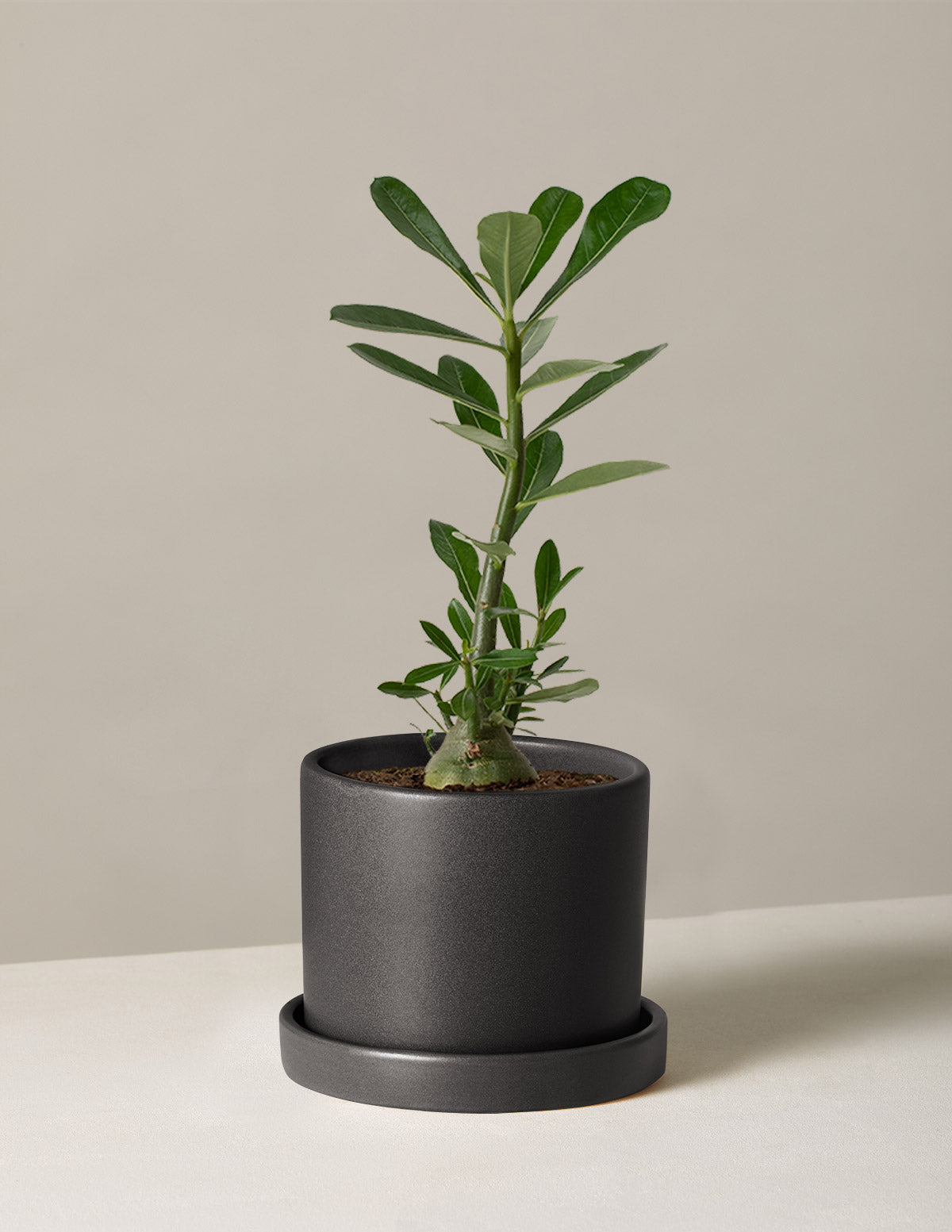  Desert Rose