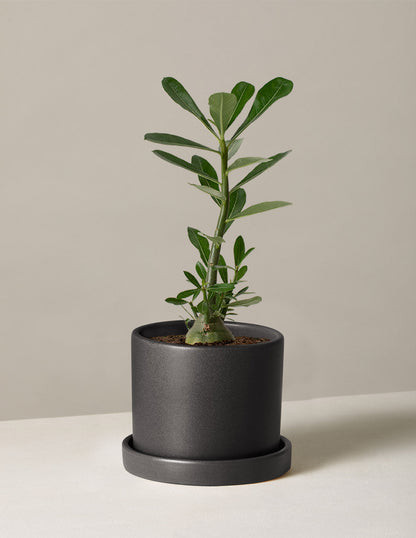  Desert Rose